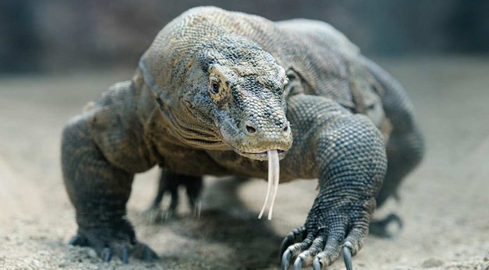 Komodo/Rinca Island – Here be Dragons!